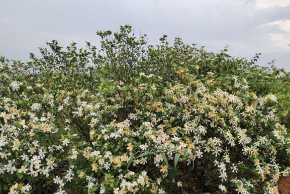 栀子花1.jpg