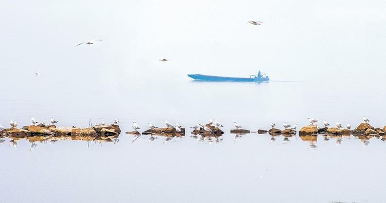 东湖红咀鸥.jpg