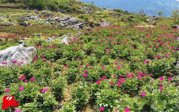 邵东斫曹乡:石窝窝里芍药香1.jpeg