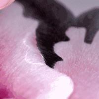 640 (5).gif