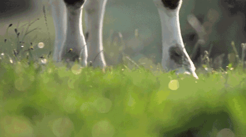 640 (4).gif