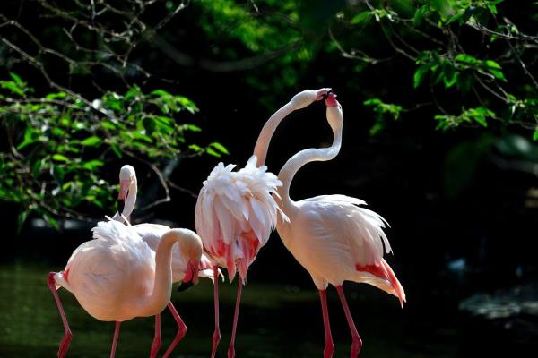 景点指南 - 岳麓山鸟语林